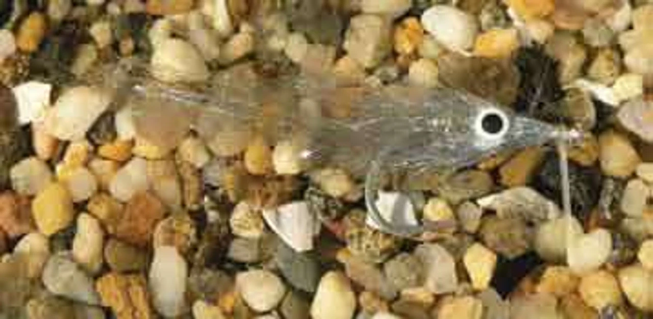 Enrico Puglisi Minnow Bay Anchovy Saltwater Fly 1 Enrico Puglisi Minnow Bay Anchovy Saltwater Fly